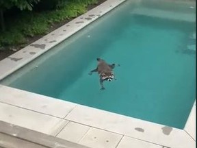 A TikTok video posted by user @miagothsboobs shows how a raccoon decided to beat the heat by taking a dip in a backyard pool