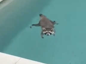 Instead of digging into garbage bins, like usual, this raccoon went for a swim in a backyard pool in Toronto.