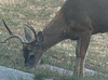 A young deer in Metchosin with a cross-bow bolt protruding from its neck. The buck was shot in Metchosin sometime on Thursday, says a resident who sees it daily feeding in his front yard.