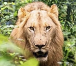 A man in Ghana was killed when he entered a lion's pen at a zoo, reportedly in an attempt to steal a cub.