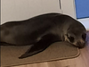 A seal got into a New Zealand home and terrorized a cat. the Guardian