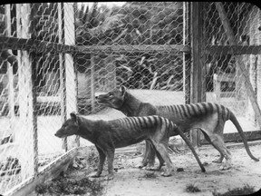This handout photograph from the Tasmanian Museum and Art Gallery received on Dec. 12, 2017 shows Tasmanian tigers or thylacines photographed at Beaumaris Zoo in Hobart in Australia's Tasmania state in 1918.