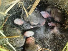 The Toronto Wildlife Centre tweeted that it receives a lot of calls about accidents involving bunnies and lawn mowers.