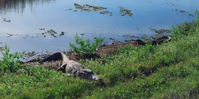 Gators sun themselves along Alligator Alley on the Pintail Drive. (Dave Pollard/Toronto Sun)