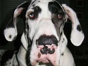 A 196-pound Harlequin Great Dane from Vancouver.