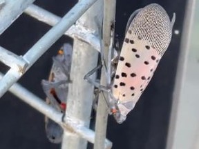 A lanternfly was captured on Twitter by @RubenFloresNYC
