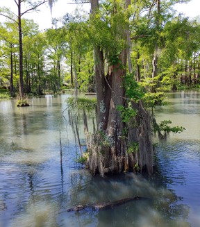 Cypress Lake, complete with a guardian alligator, brings the swamp to the campus of the University of Louisiana at Lafayette. (Dave Pollard/Toronto Sun)