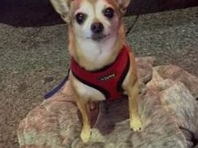 Lulu the dog was stolen, along with a vehicle, Durham police said.