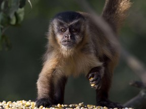 A Brown Capuchin Monkey (Sapajus libidinosus) collects grains of corn on the banks of the Paraguay river, in Caceres, Brazil, the gateway to the Pantanal, on Aug. 28, 2014.