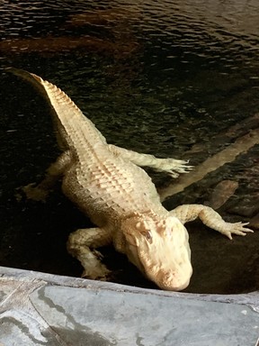 A rare albino alligator makes its home at Alligator Adventure in North Myrtle Beach. Kevin Hann/Toronto Sun
