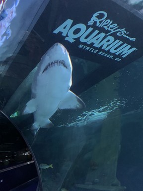 Sharks roaming glass-enclosed tanks keep an eye on visitors below on the glidepath at Ripley’s Aquarium at Broadway at the Beach in Myrtle Beach. Kevin Hann/Toronto Sun