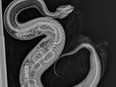 X-ray image of a python implanted with a transmitter inside a cottonmouth snake at Zoo Miami.