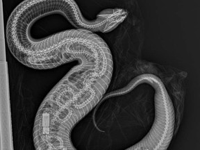 X-ray image of a python implanted with a transmitter inside a cottonmouth snake at Zoo Miami.