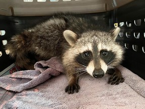 Toronto Wildlife Centre saved a young raccoon that was poisoned with tainted bread.