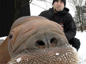 Smooshi, a 650-kilogram walrus, takes a cautious look at the camera during a winter stroll with her handler Phil Demers at Marineland in Niagara Falls, Ont., Wednesday, March 21, 2007.