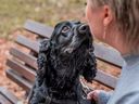Black Cocker Spaniel assis sur un banc à l'extérieur dans le jardin avec le propriétaire, reniflant le visage du propriétaire.
