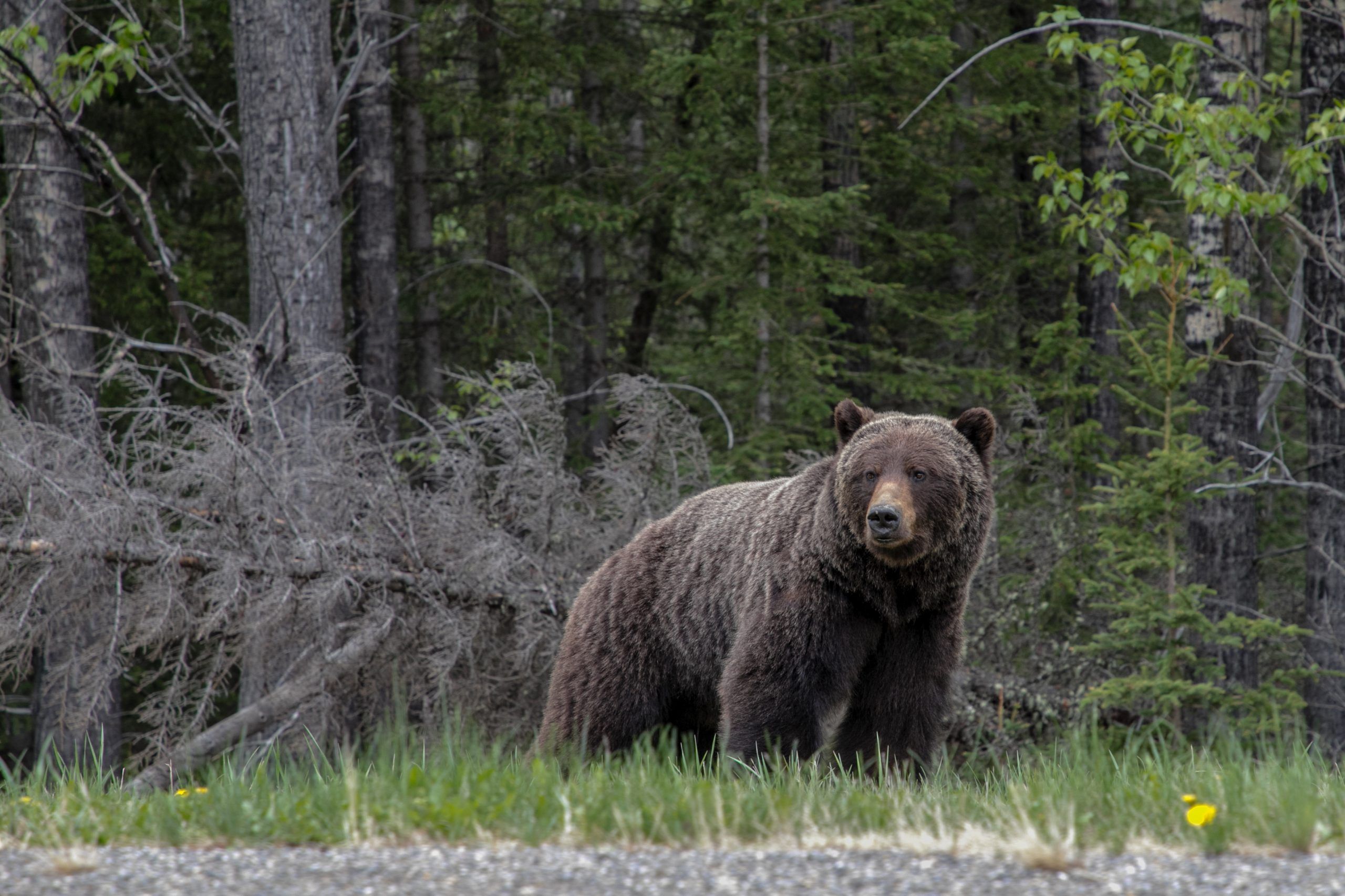 Michigan hunter survives bear attack in Alaska thanks to bear spray