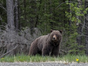 Bear spray proved to be a life-saver for a Michigan hunter who was attacked by a grizzly bear in Alaska on Tuesday after approaching her and her three cubs.