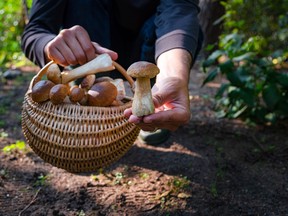 A column about consuming foraged mushrooms has ignited readers of this column.