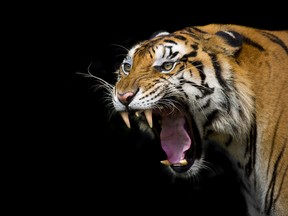 Sumatran tiger roaring.
