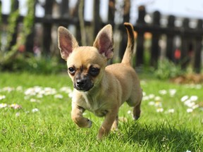 A chihuahua puppy runs in a meadow.