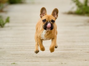 A French bulldog is pictured in a file photo.