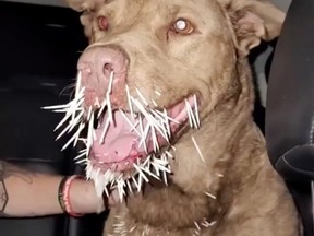 Chester, a nine-year-old New Jersey pitbull mix, died after a fight with a porcupine.