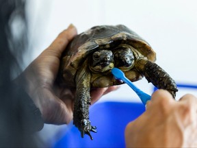 Janus, a two-headed Greek turtle named after the Roman god with two heads is being washed with a toothbrush one day ahead of its 25th birthday at the Natural History Museum in Geneva, Sept. 2, 2022.