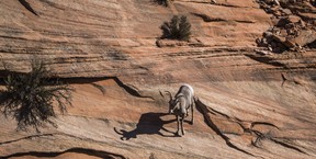 Big Horn Sheep are a common sight along Highway 9 in the east part of Zion National Park in Utah. Ernest Doroszuk/Toronto Sun