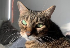 Ein 15-jähriges verbundenes Paar männlicher Katzen, Marvel und Zoom Zoom, steht zur Adoption bei der Toronto Humane Society zur Verfügung.  Das ist Zoom-Zoom.  HANDOUT DER MENSCHLICHEN GESELLSCHAFT VON TORONTO