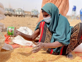 A woman collects grain at a camp for the Internally Displaced People in Adadle district in the Somali region, Ethiopia, January 22, 2022.