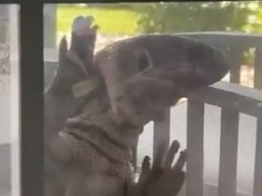 A Savannah Monitor Lizard says hello. Frank Crowder / AMAZING ANIMALS+