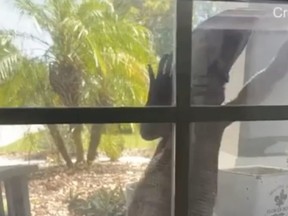 A Savannah Monitor lizard was at a Florida home.