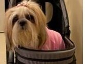 "Mari" a brown Shih Tzu is pictured in this photo supplied by Toronto Police.