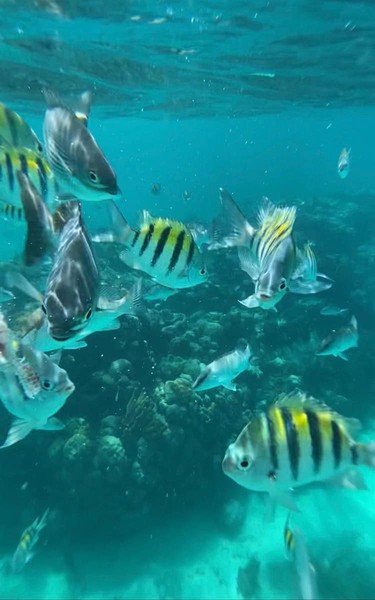 Snorkeling along the Belize Barrier reef with schools of fish, sea turtles, stingrays and other marine life while staying at Matachica Resort and Spa is otherworldly.