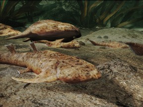 This handout picture released on Sept. 28, 2022 by the Institute of Vertebrate Paleontology and Paleoanthropology, Chinese Academy of Sciences, shows an artist illustration of the 436-million-year-old fish Xiushanosteus mirabilis, which was discovered at a fossil site in southern China.