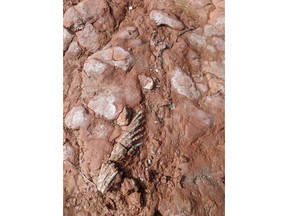 Auf einem undatierten Handout-Foto ist ein Fossil zu sehen.  Lisa Cormier, eine Schullehrerin von Prince Edward Island, ging mit ihrem Hund einen vertrauten Pfad am Strand von Cape Egmont entlang, wie sie es seit Jahren getan hatte, als sie das Fossil entdeckte, das wie ineinander verschlungene Äste aussah.