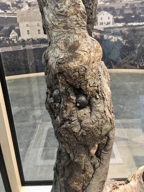 A preserved tree filled with musket balls conveys the ferocity of the Gettysburg fighting. Lance Hornby/Toronto Sun