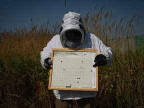 Jorge E. Macias-Samano, a research scientist at Simon Fraser University, holds a varroa mite trap that was removed from a bee hive at an experimental apiary, in Surrey, B.C., on Wednesday, Aug. 31, 2022. A team at SFU is testing a chemical compound that appears to kill varroa mites without harming the bees, in hopes it could one day be widely available as a treatment for infested hives.