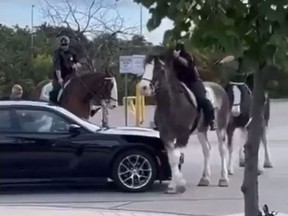 Toronto Police Mounted Unit officers investigating recent criminal activity in the area of Sherway Gardens Plaza stopped a suspect vehicle at gunpoint on Tuesday, Sept. 13, 2022, but the car's occupants were cleared and allowed to drive away without any charges.