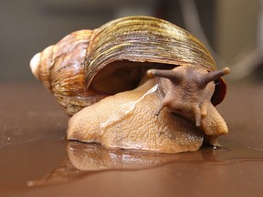 A giant African land snail comes out of its shell.