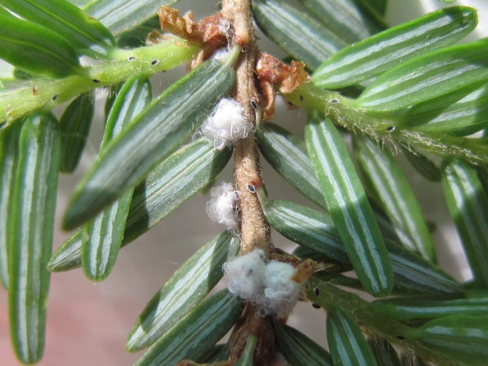 Invasive insect discovered in southern Ontario could pose risk for hemlock trees