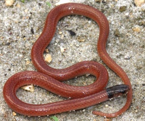 North America’s rarest snake spotted after choking on centipede