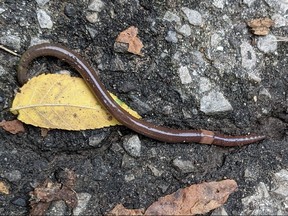 An Asian jumping worm is pictured in this photo provided by the Invasive Species Centre in Sault Ste. Marie, Ont.