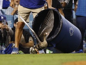 A goose flies on the field during the eighth inning of game two of the National League Division Series between the Los Angeles Dodgers and San Diego Padres at Dodger Stadium on October 12, 2022 in Los Angeles.