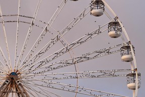 Starlings roost on the Big Wheel on the Central Pier in Blackpool, north east England. (Photo by PAUL ELLIS/AFP via Getty Images)