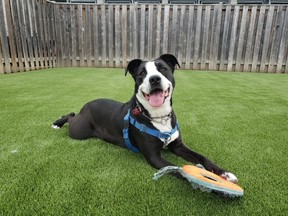 A black and white dog lying on the grass with its tongue hanging from its mouth
