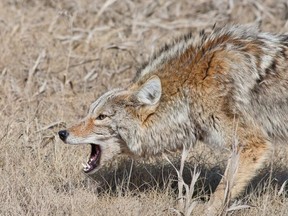 Unfortunately, people continue to feed animals, sometimes without even knowing it — by not securing their food garbage, for example.