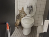 An animal services officer found a coyote hiding out in a bathroom. Riverside County Department of Animal Services