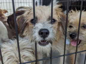 A few of the dogs rescued by the Licking County Humane Society on July 22.